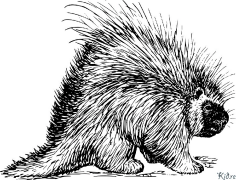 porcupine Çap Etmək Üçün Səhifələrin Rənglənməsi